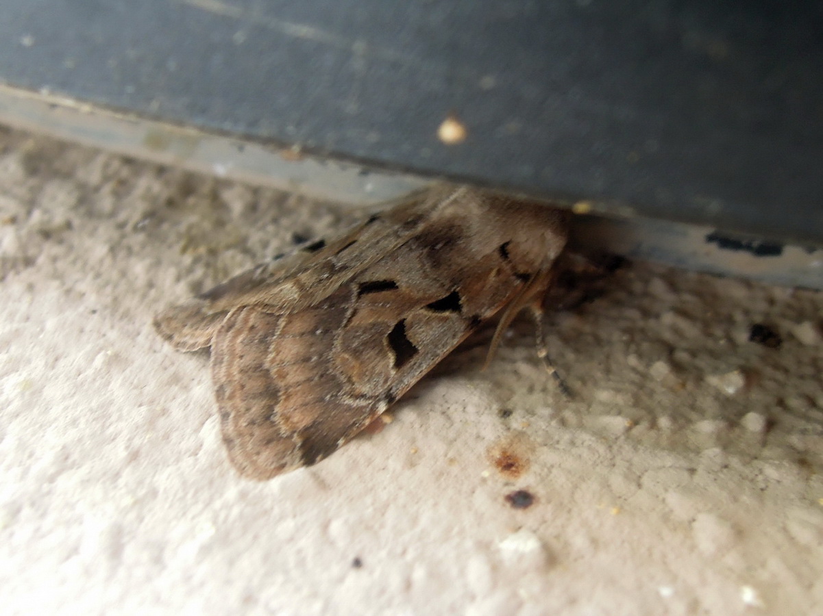 Orthosia gothica (qualcosa si muove)